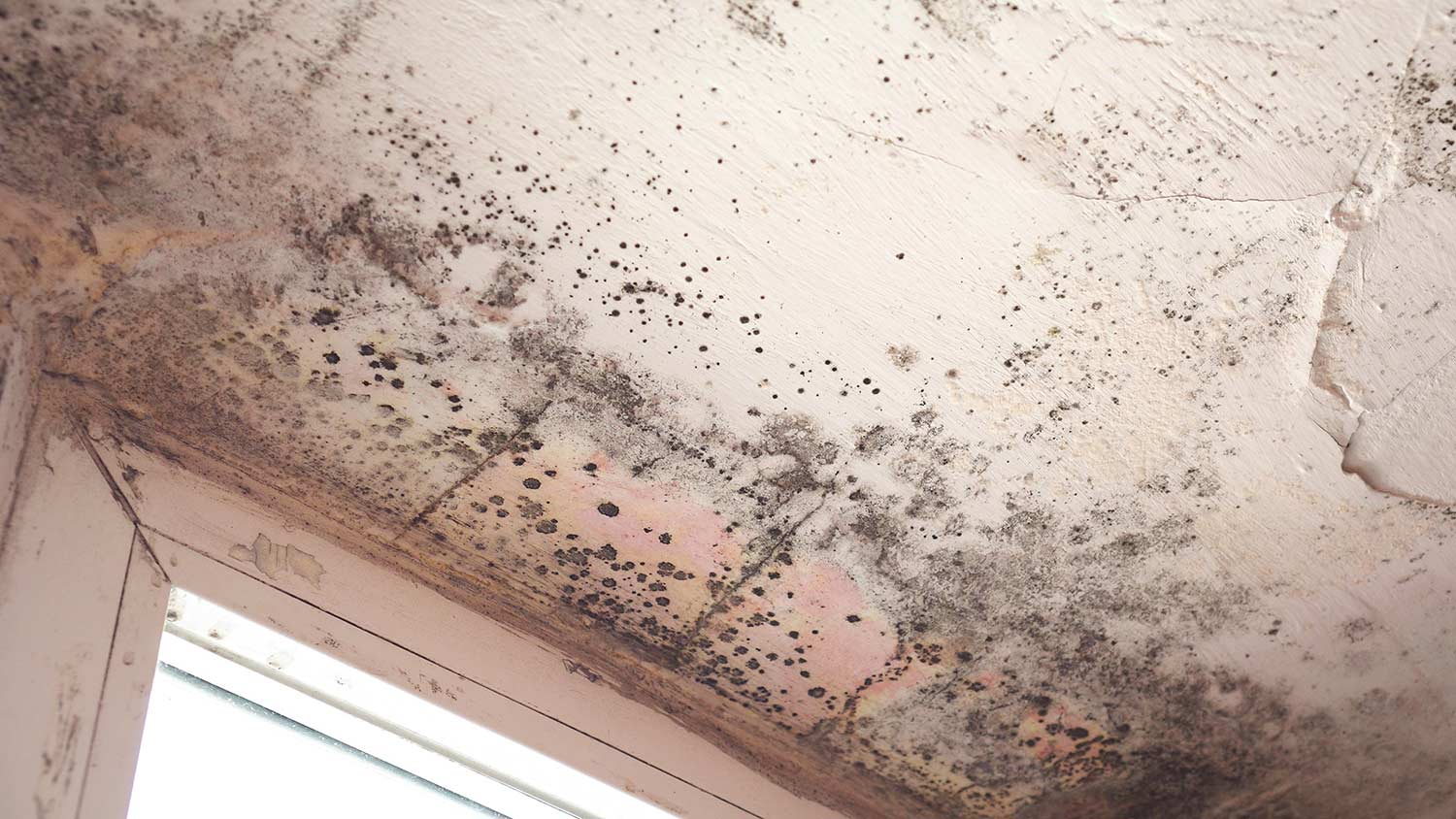 Can I sell a house as-is with mold in Florida?