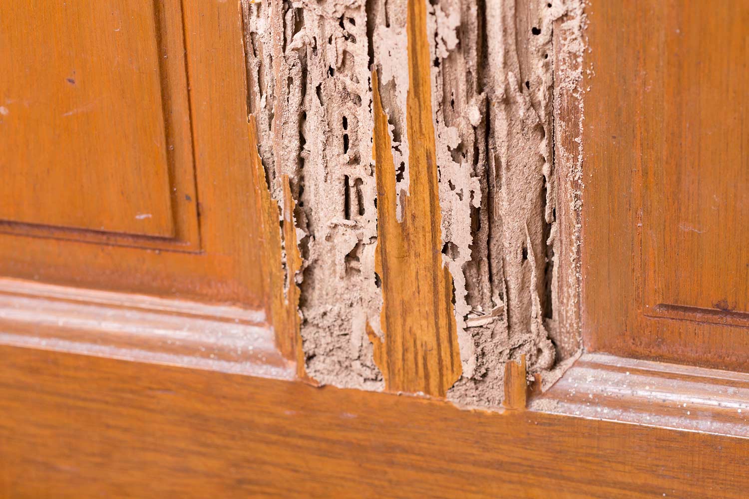 How to sell a Florida house with termite damage